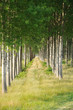 Rows of poplars