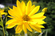 Topinam_6785