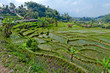 agriculture indonésie