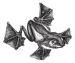 Rhacophorus or Racophorus vintage engraving