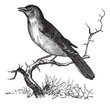 Nightingale or Luscinia megarhynchos vintage engraving