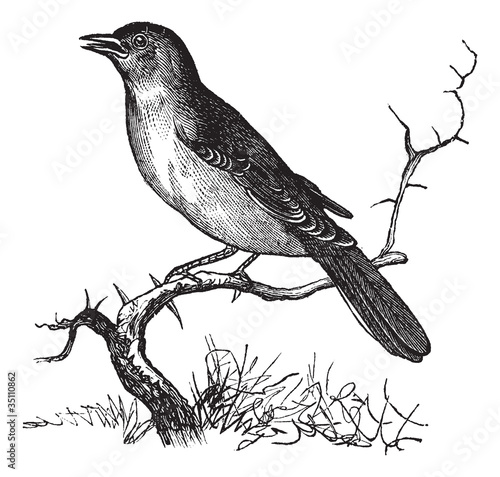 Vector: Nightingale or Luscinia megarhynchos vintage engraving Nightingale or Luscinia megarhynchos vintage engraving