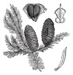 Balsam fir or Abies balsamea vintage engraving Balsam fir or Abies balsamea vintage engraving