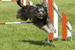rasanter Hundesport
