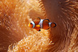 Clown fish