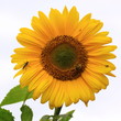 Sonneblume-32521b1
