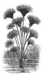 Papyrus sedge or Cyperus papyrus vintage engraving Papyrus sedge or Cyperus papyrus vintage engraving
