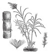 Sugar Cane, vintage engraving.