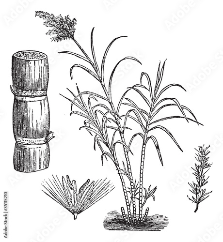Vector: Sugar Cane, vintage engraving. Sugar Cane, vintage engraving.