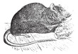 Brown rat (Mus Decumanus) or common rat, vintage engraving.