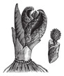 Skunk cabbage (Symplocarpus foetidus) or Eastern Skunk Cabbage,