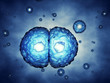 Mitosis concept , 3d illustration