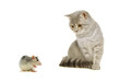 Cat and mouse