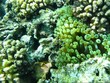 Anemone fish underwater Anemone fish underwater