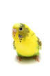 Budgie female on the white background Budgie female on the white background