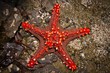Fishstar03