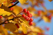 Autumn background