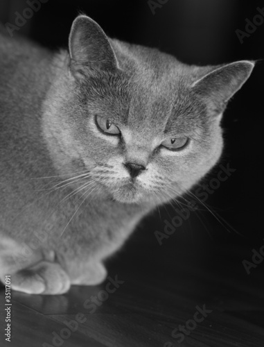 Photo: Cat gray the British breed Cat gray the British breed