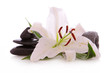 white lily flower