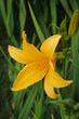 Fiore