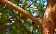 Piccione Bird