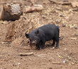 Micro pig Micro pig