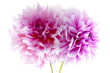 Dahlia