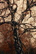 Autumn birch