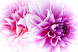 Dahlia