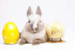 Easter bunny on chick Easter bunny on chick