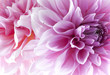 Dahlia