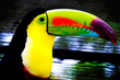 beautiful tucan