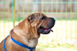 Shar Pei Cane Dog