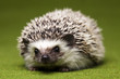 Foto: Autumnal animal, Hedgehog Autumnal animal, Hedgehog