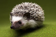 Foto: Autumnal animal, Hedgehog Autumnal animal, Hedgehog