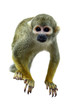 Squirrel monkey on the white background