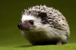 Foto: Autumnal animal, Hedgehog Autumnal animal, Hedgehog