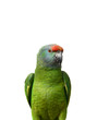 Festival Amazon parrot on the white background Festival Amazon parrot on the white background
