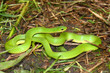 Smooth Green Snake (Opheodrys vernalis)