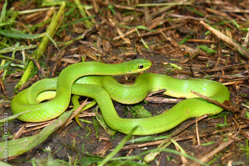 Photo: Smooth Green Snake (Opheodrys vernalis) Smooth Green Snake (Opheodrys vernalis)