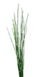 Herbal medicine: Horsetail