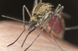 Mosquito sucking blood, extreme close-up Mosquito sucking blood, extreme close-up