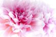 Dahlia