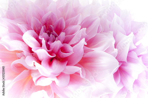 Photo: Dahlia Dahlia