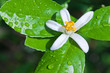 fleur citronnier