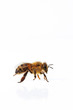 abeille