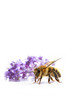 abeille