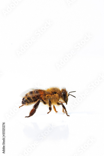 Foto: abeille abeille