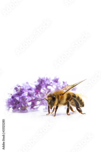 Photo: abeille abeille