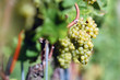White grape